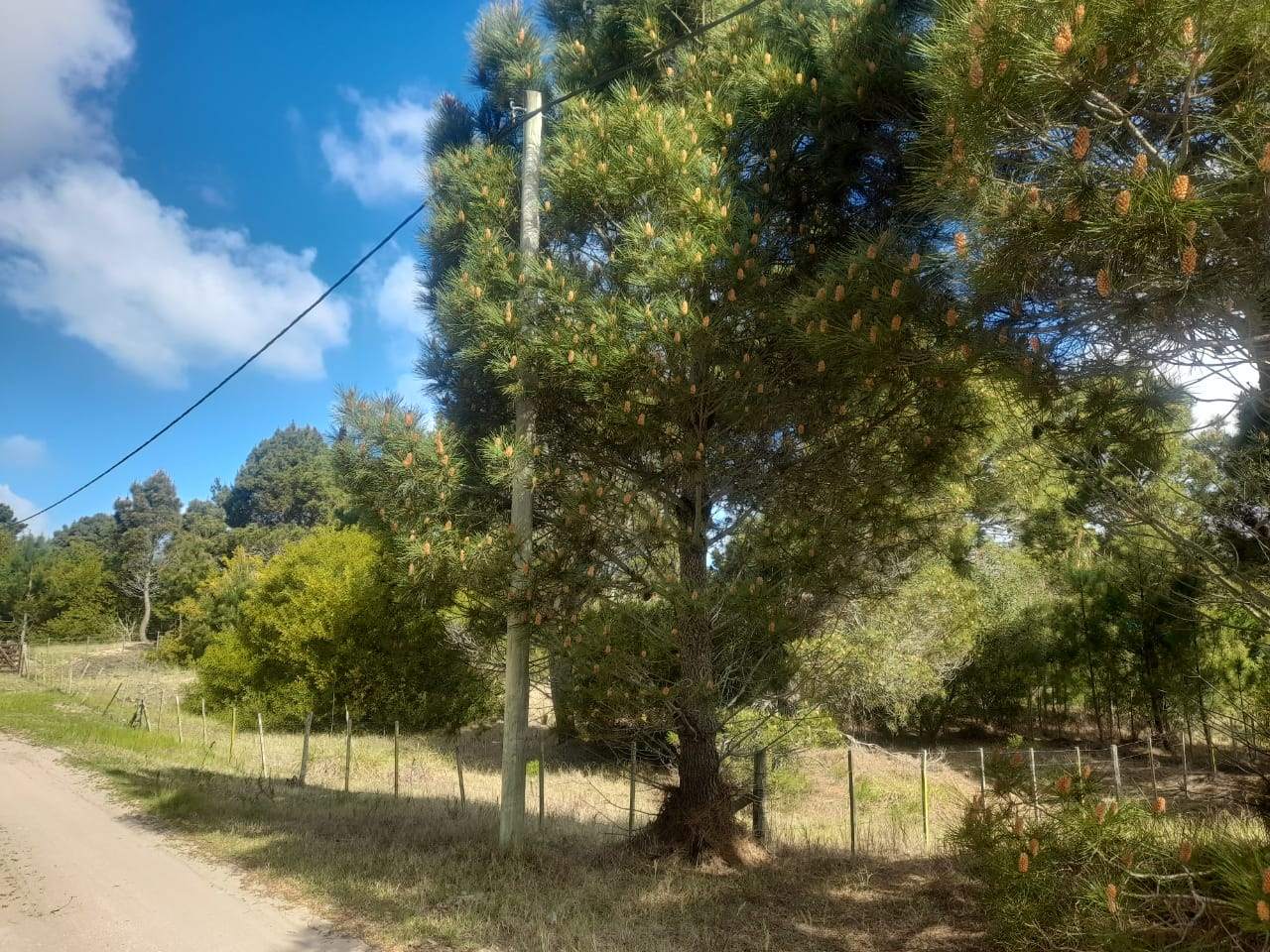 CALLE 27 (AV. ALMTE. BROWN) Lote 4 Y 5 2