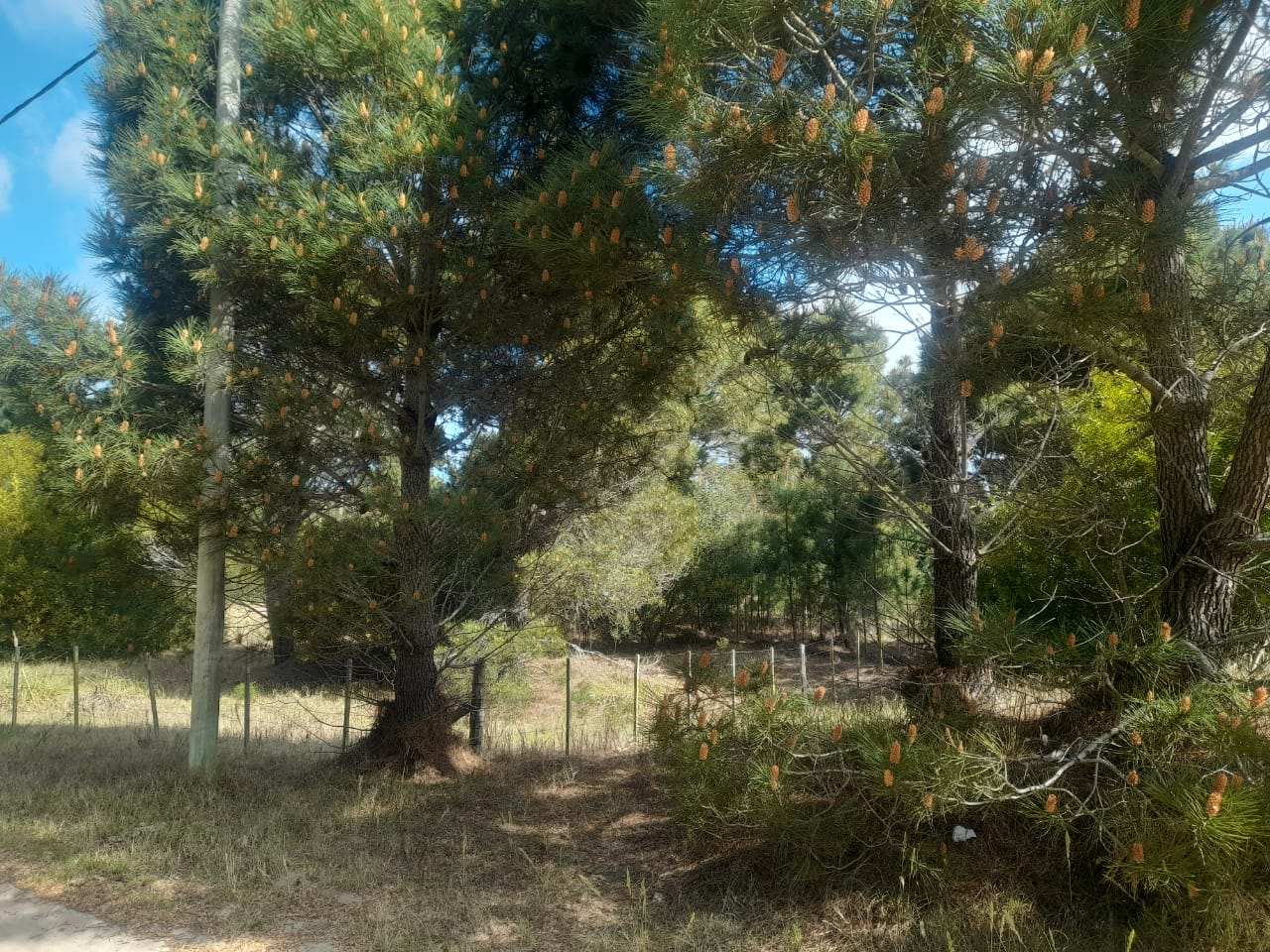 CALLE 27 (AV. ALMTE. BROWN) Lote 4 Y 5 3