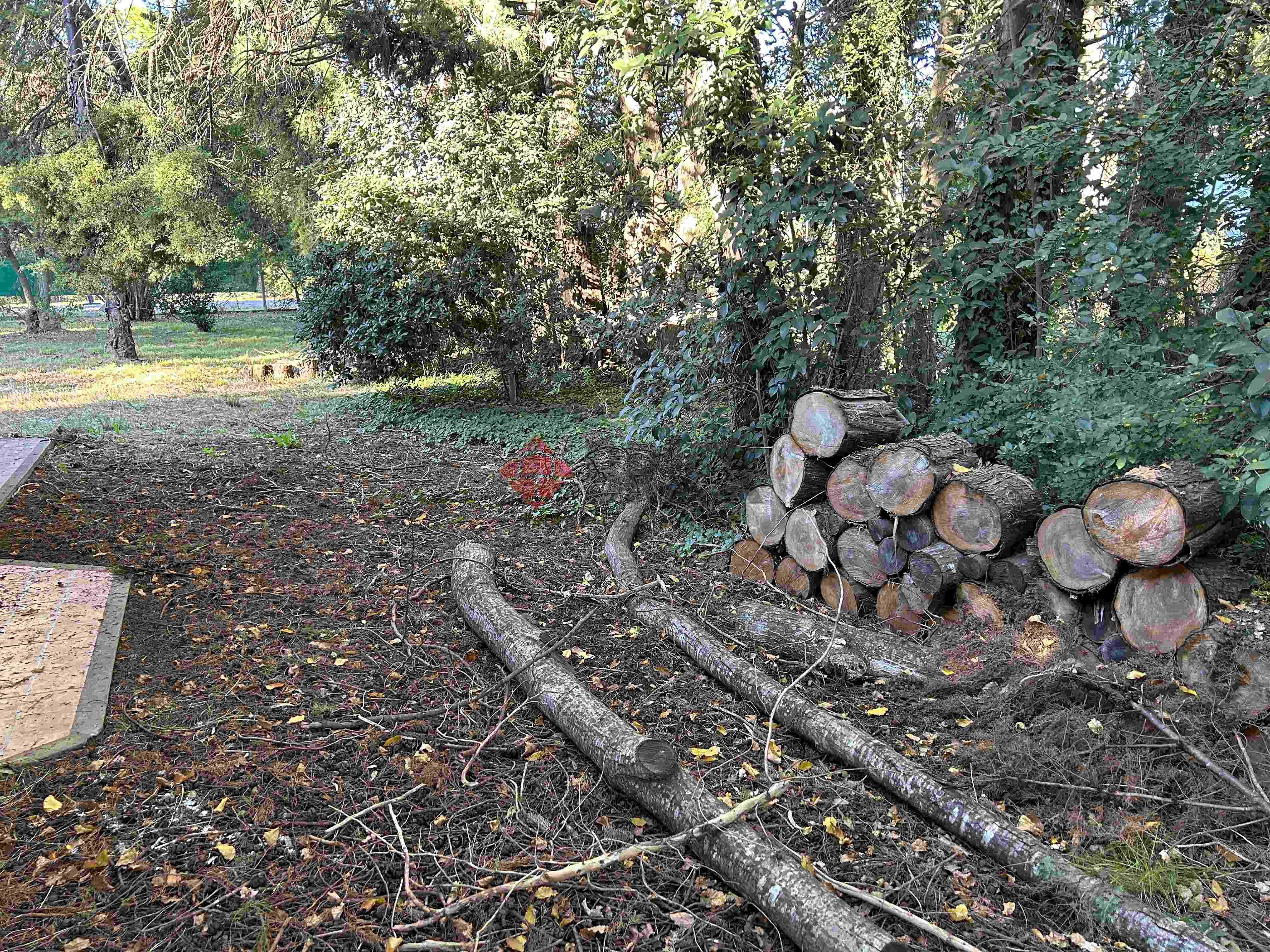 LA GOLONDRINA Y LA PATRIA 15