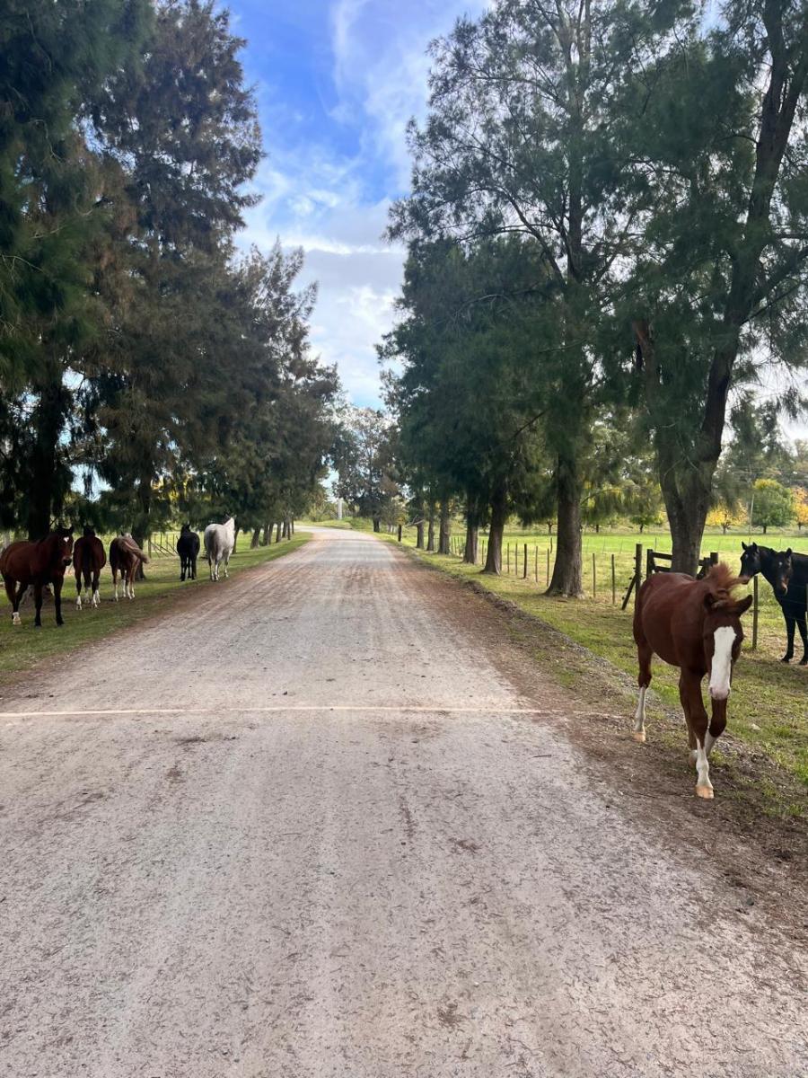 DEL VALLE, ARISTOBULO al 1300 Lote N° 9 19